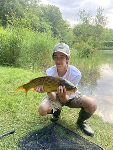 Common Carp