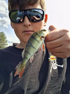 European Perch
