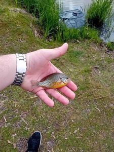 Green Sunfish