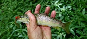 Brown Trout