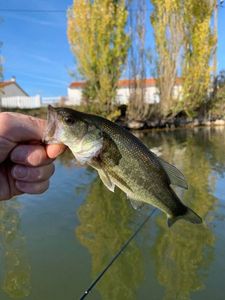 Largemouth Bass