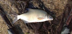 Common Bream