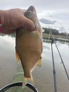 Common Bream