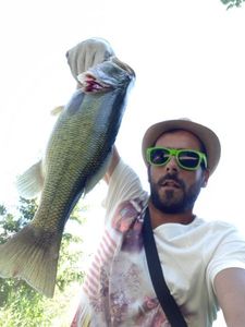 Largemouth Bass