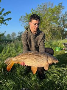 Common Carp