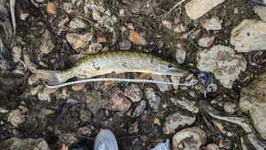 Northern Pike