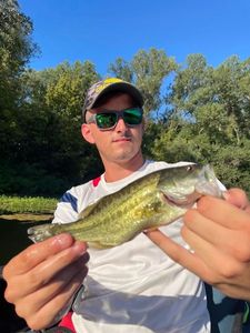Largemouth Bass
