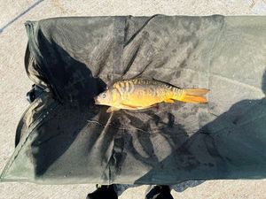 Mirror Carp