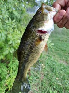 Largemouth Bass