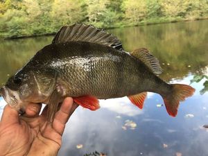 European Perch