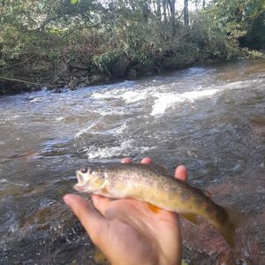 Brown Trout