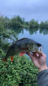 European Perch