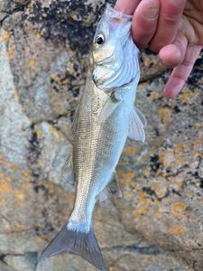 European Bass (Seabass)