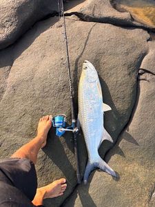 Tarpon