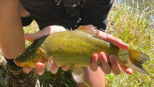 Tench