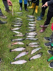 Rainbow Trout