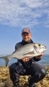 Gilthead Seabream