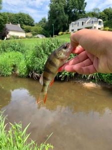 European Perch