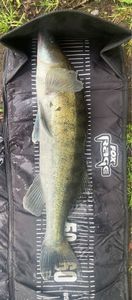 Zander
