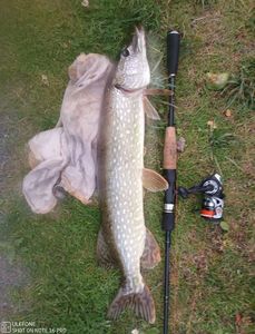 Northern Pike