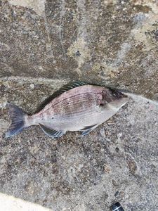 Black Seabream