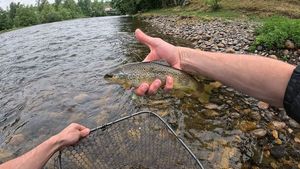 Brown Trout