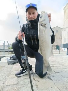 European Bass (Seabass)