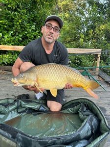 Common Carp