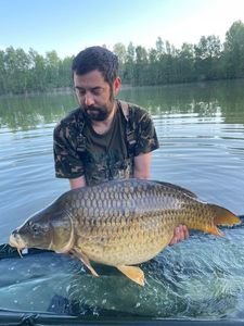 Common Carp