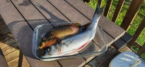 European Bass (Seabass)
