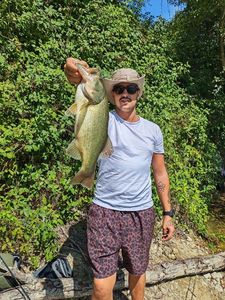 Largemouth Bass