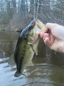 Largemouth Bass