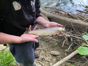 Brown Trout