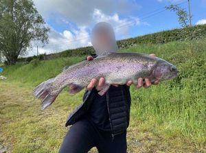 Rainbow Trout