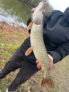 Northern Pike