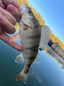 European Perch