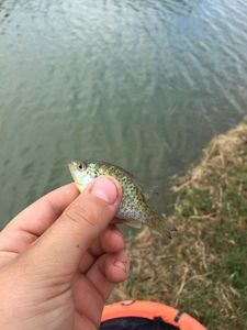 Green Sunfish