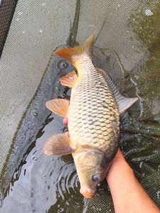 Common Carp