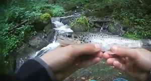Brown Trout