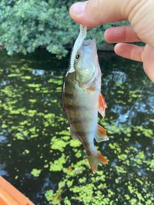 European Perch caught by Clement Ploquin