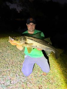 Atlantic Snook