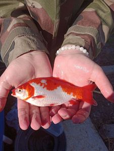 African Red Snapper