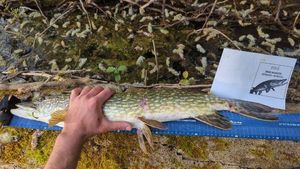 Northern Pike