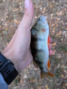 European Perch