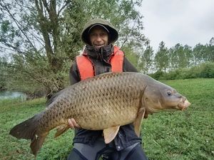 Common Carp