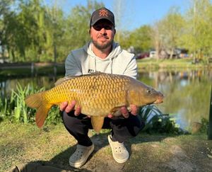 Common Carp