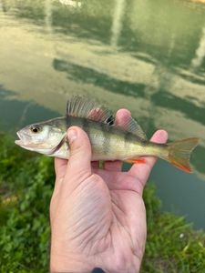 European Perch