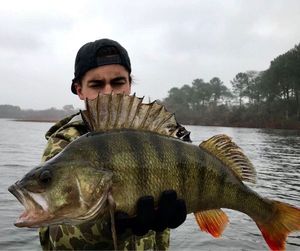 European Perch