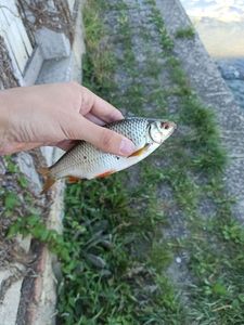 Roach