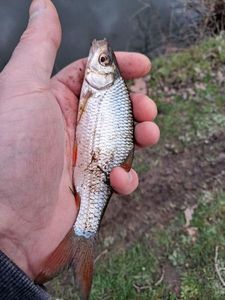 Roach